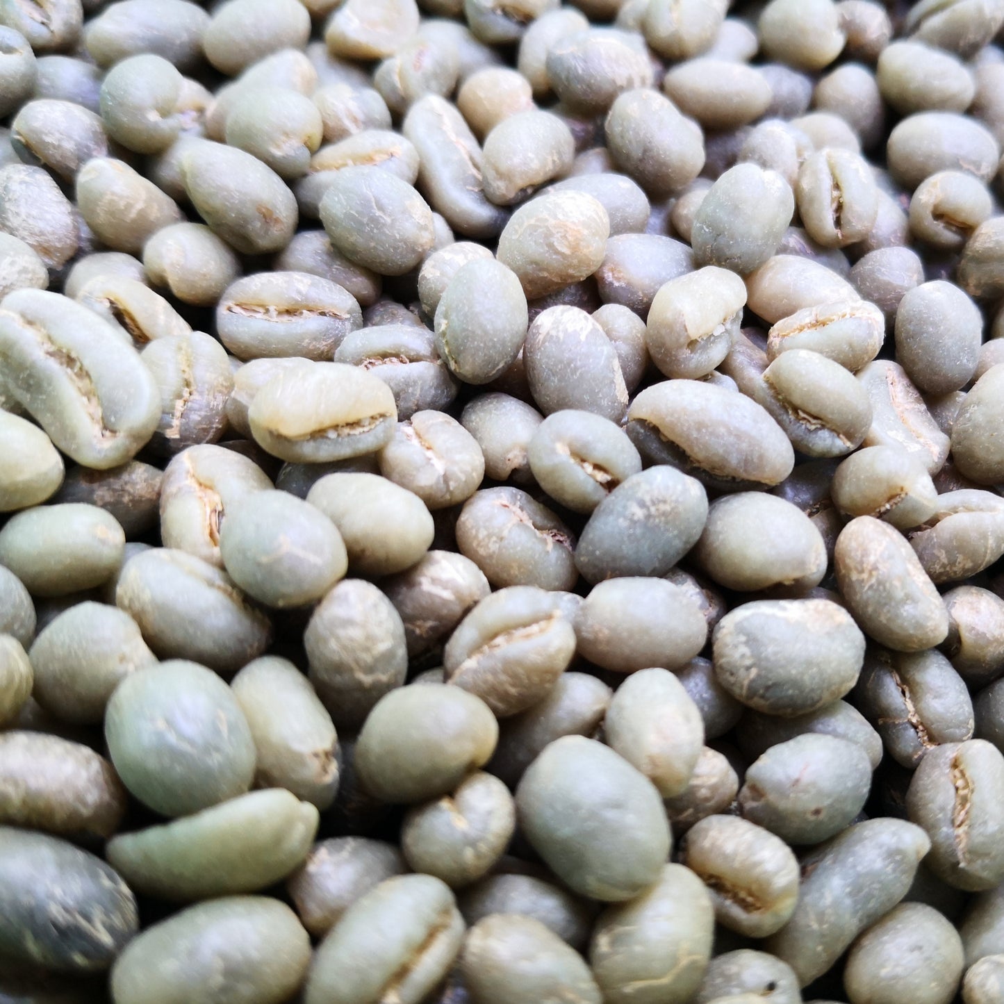 Jamaica Blue Mountain | Un-roasted Green Coffee Beans | Sample Pack 1KG/2.2LB | SILVER HILL Estate